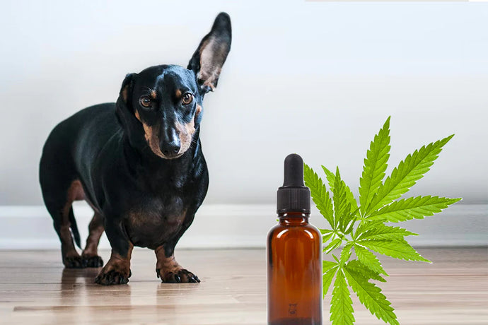 Unveiling the Paws-itive Power of CBD for Pets: A Comprehensive Guide to Its Benefits